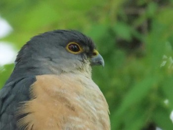 Japanese Sparrowhawk Unknown Spots Sun, 4/16/2023