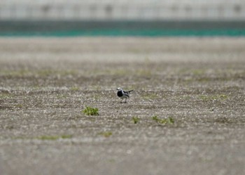 ホオジロハクセキレイ 三宅島 2023年4月16日(日)