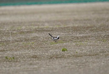 ホオジロハクセキレイ 三宅島 2023年4月16日(日)