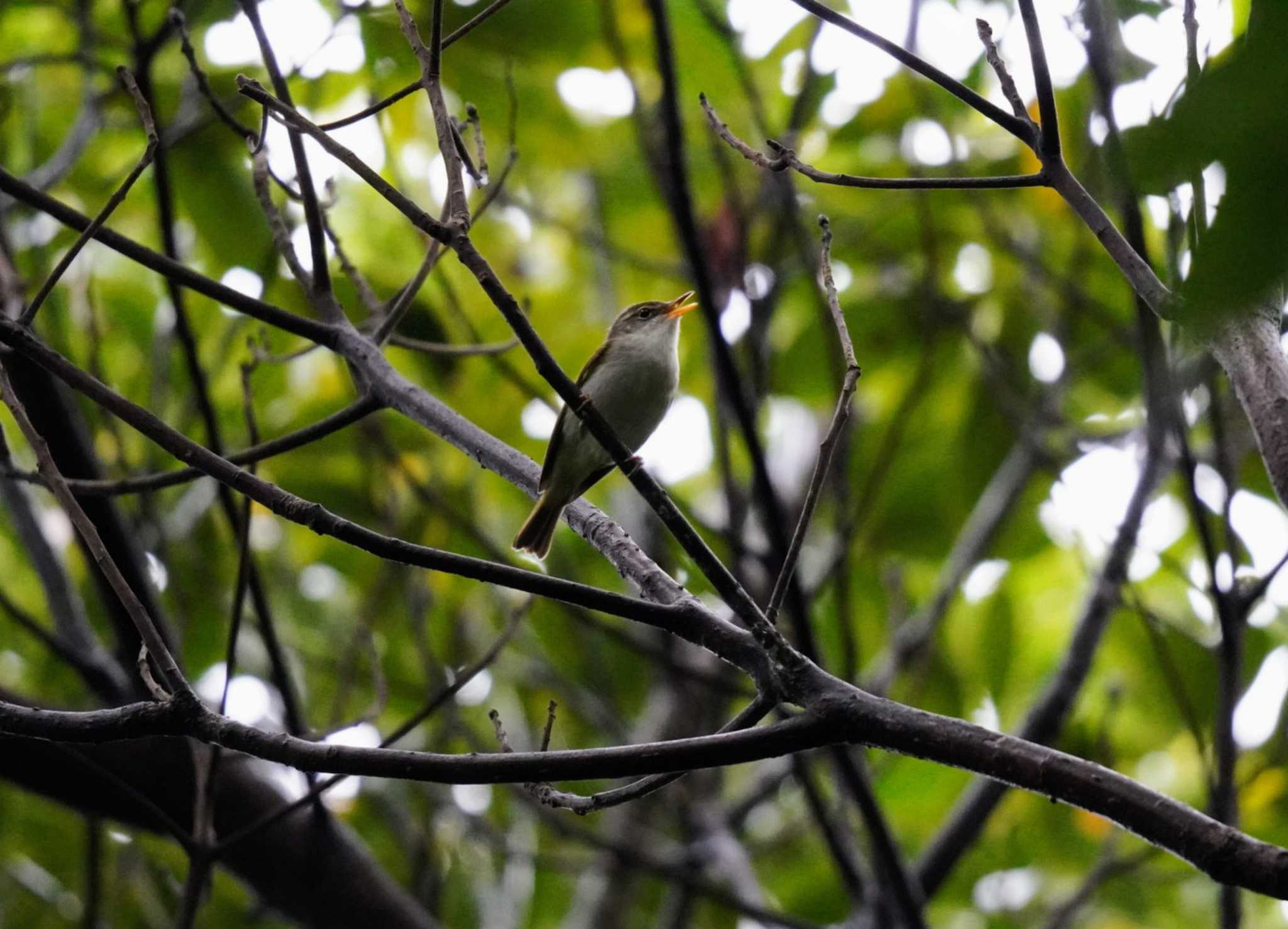 イイジマムシクイ