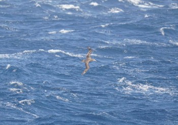 クロアシアホウドリ 三宅島 2023年4月16日(日)