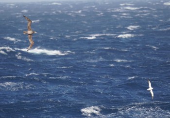 クロアシアホウドリ 三宅島 2023年4月16日(日)