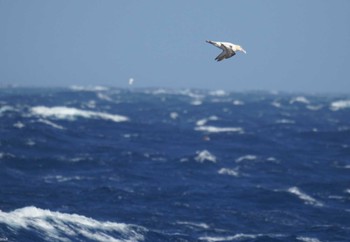 Sun, 4/16/2023 Birding report at Miyakejima Island