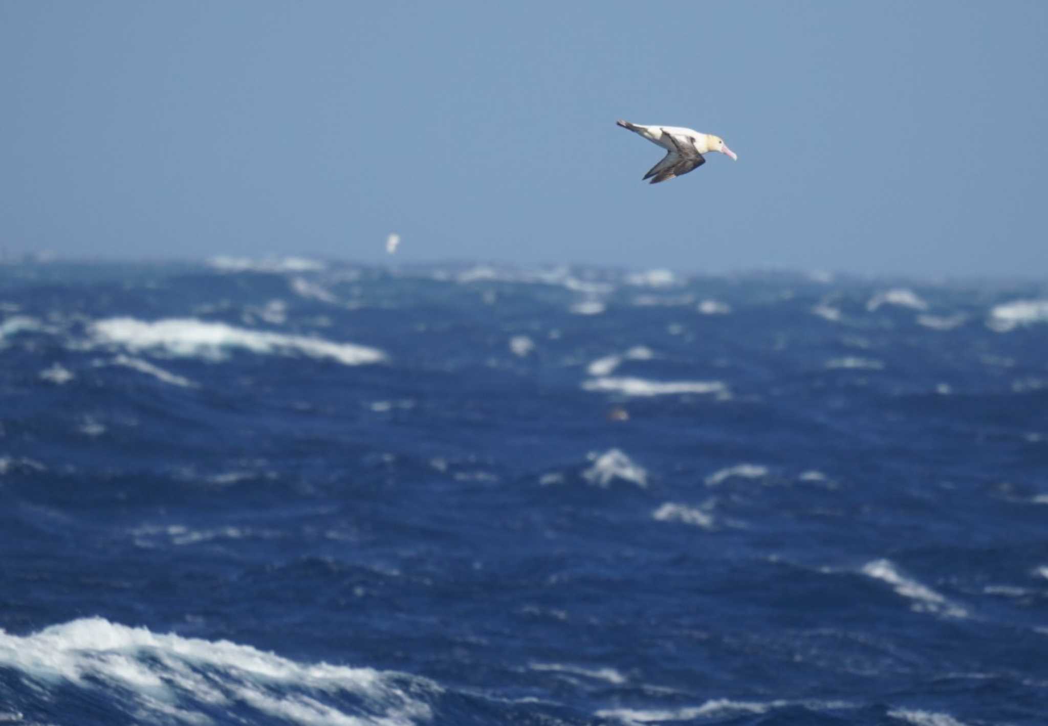 三宅島 アホウドリの写真 by Kたろー