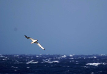 アホウドリ 三宅島 2023年4月16日(日)