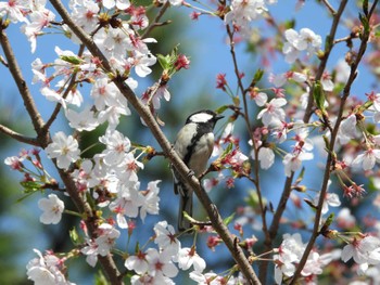 2023年4月1日(土) 服部緑地の野鳥観察記録