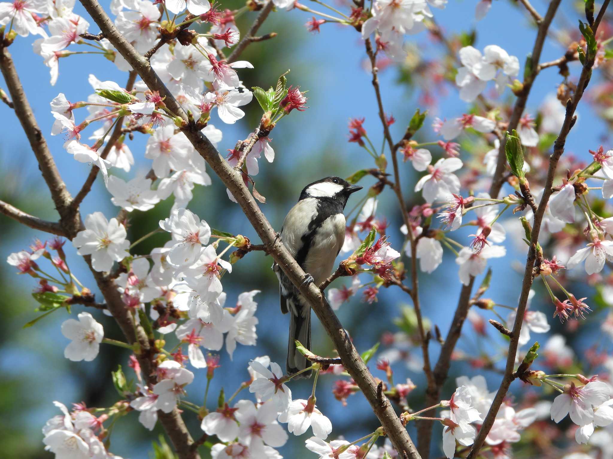 シジュウカラ