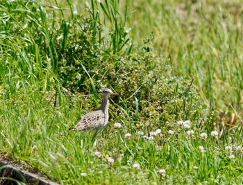 Little Curlew 明石市 Sun, 4/16/2023