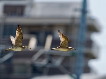 Little Curlew 明石市 Sun, 4/16/2023