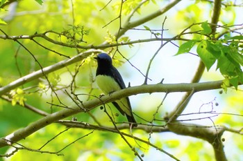 Sun, 4/16/2023 Birding report at 大阪府