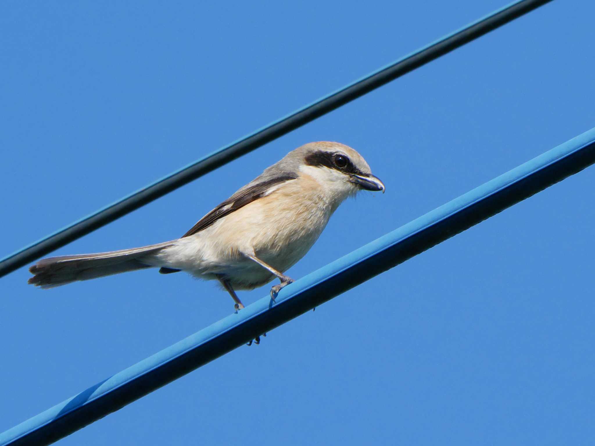 Photo of Bull-headed Shrike at 熊谷市 by merumumu