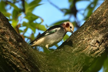 2023年4月16日(日) 渡良瀬遊水地の野鳥観察記録