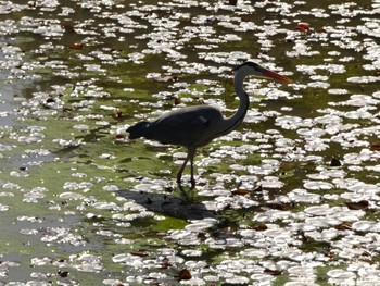 2023年4月16日(日) 菖蒲園の野鳥観察記録