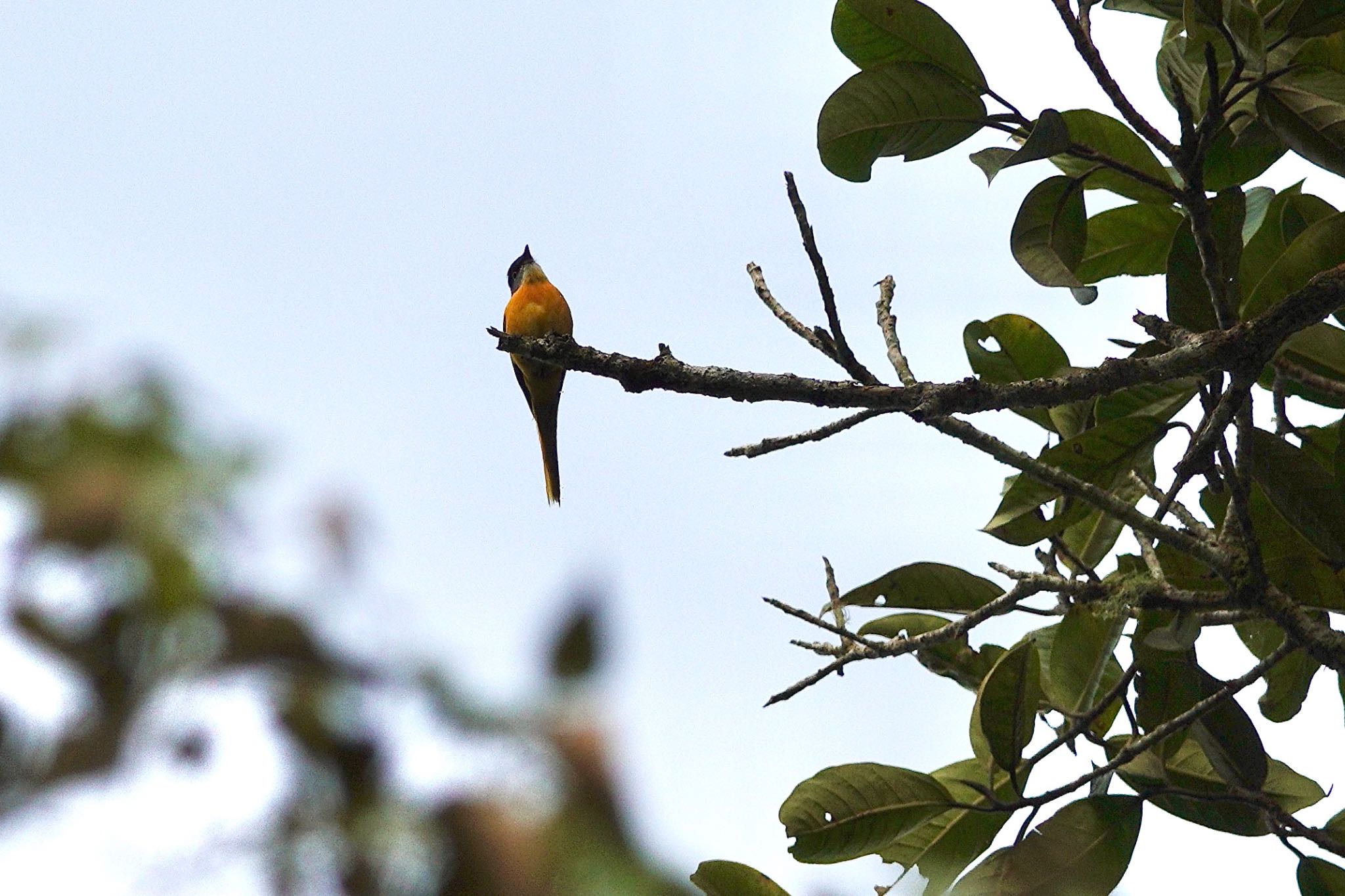 Grey-chinned Minivet