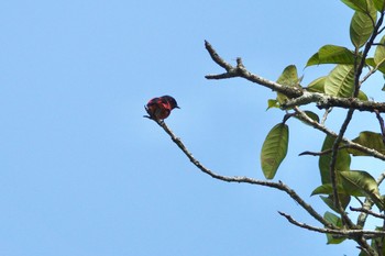 Grey-chinned Minivet Fraser's Hill Wed, 3/8/2023