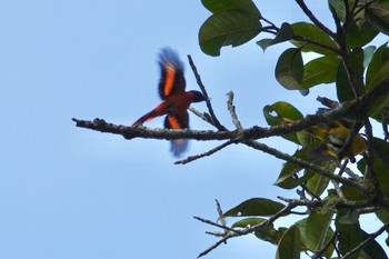 Grey-chinned Minivet Fraser's Hill Wed, 3/8/2023