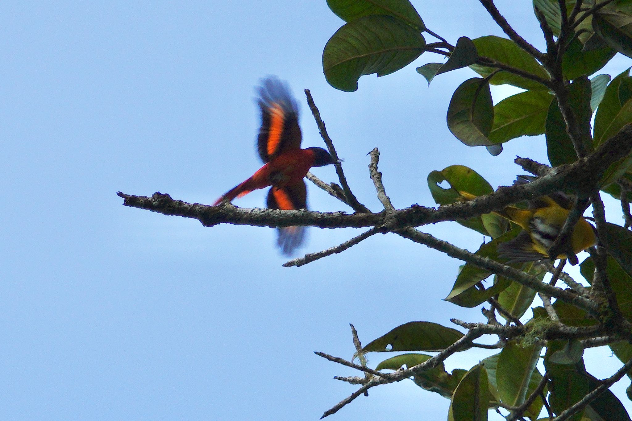 Photo of Grey-chinned Minivet at Fraser's Hill by のどか