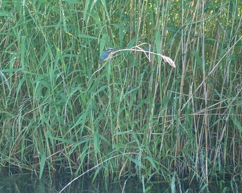 2018年5月24日(木) 熊谷市福川の野鳥観察記録