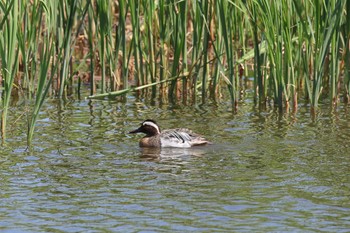 Garganey 今田遊水池 Sun, 4/16/2023