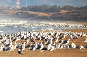 セグロカモメ 千里浜(石川県羽咋市) 2023年2月11日(土)