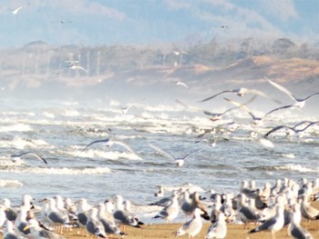 セグロカモメ 千里浜(石川県羽咋市) 2023年2月11日(土)