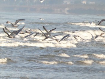 セグロカモメ 千里浜(石川県羽咋市) 2023年2月11日(土)