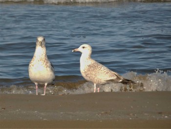 セグロカモメ 千里浜(石川県羽咋市) 2023年2月11日(土)