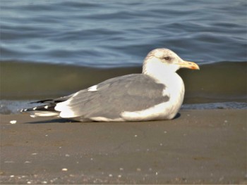 セグロカモメ 千里浜(石川県羽咋市) 2023年2月11日(土)