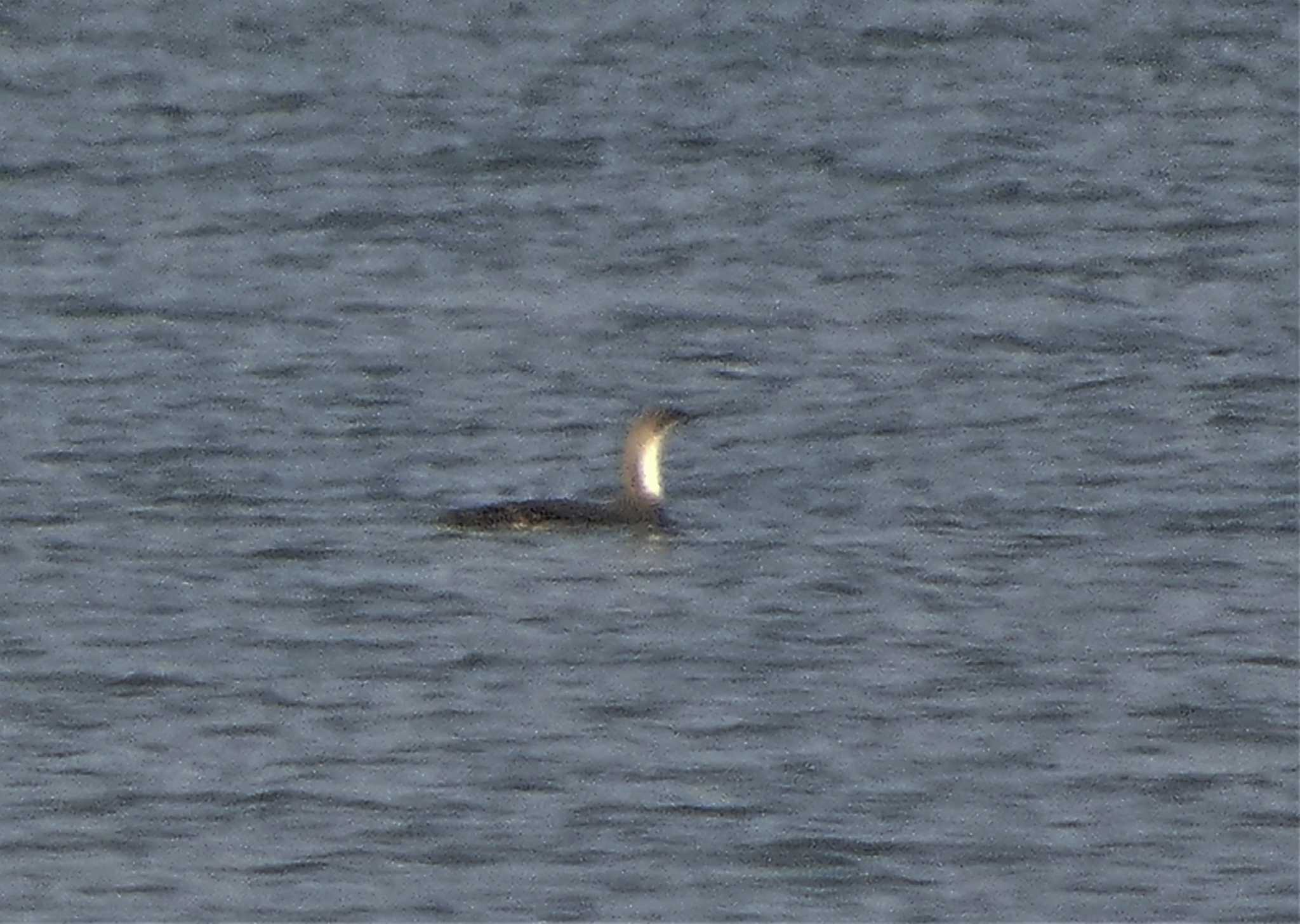 Photo of Black-throated Loon at 千里浜(石川県羽咋市) by koshi