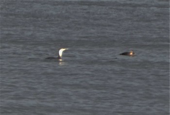 オオハム 千里浜(石川県羽咋市) 2023年2月11日(土)