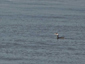 アカエリカイツブリ 千里浜(石川県羽咋市) 2023年2月11日(土)