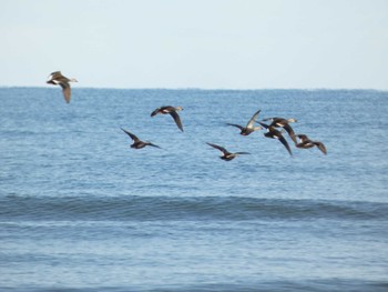 カルガモ 千里浜(石川県羽咋市) 2023年2月11日(土)