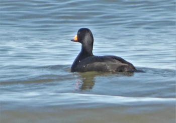 Sat, 2/11/2023 Birding report at 千里浜(石川県羽咋市)