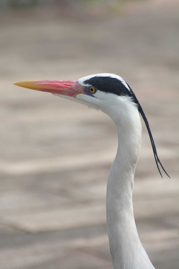 Grey Heron Osaka Tsurumi Ryokuchi Sun, 4/16/2023