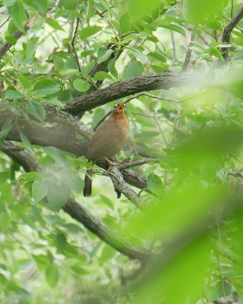 ガビチョウ 北本自然観察公園 2018年5月29日(火)