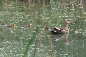 Eastern Spot-billed Duck Kitamoto Nature Observation Park Tue, 5/29/2018