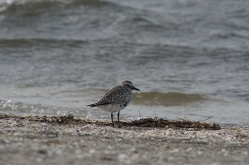 ダイゼン ふなばし三番瀬海浜公園 2023年4月12日(水)