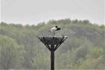 コウノトリ 渡良瀬遊水地 2023年4月14日(金)