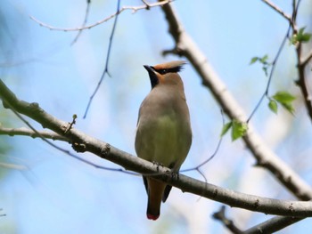 Japanese Waxwing 埼玉県 Mon, 4/10/2023