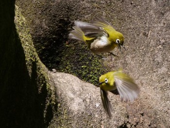 Warbling White-eye 埼玉県 Mon, 4/10/2023