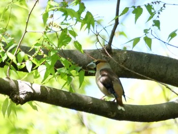 Hawfinch 埼玉県 Mon, 4/10/2023