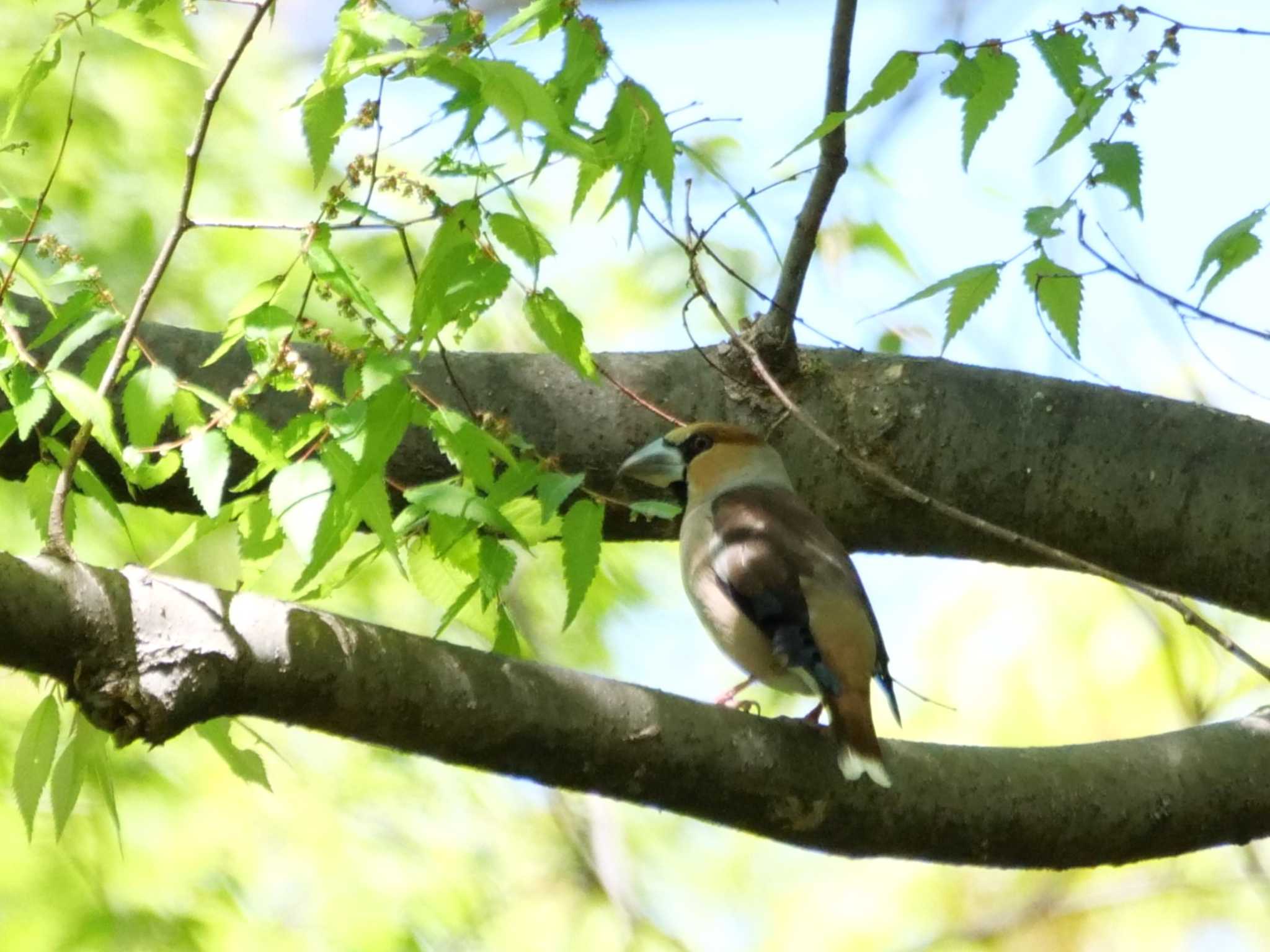 野鳥3態。　シメ・メジロ・ヒレンジャク。 by little birds