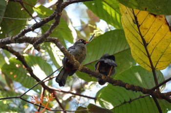 Chestnut-capped Laughingthrush Fraser's Hill Wed, 3/8/2023