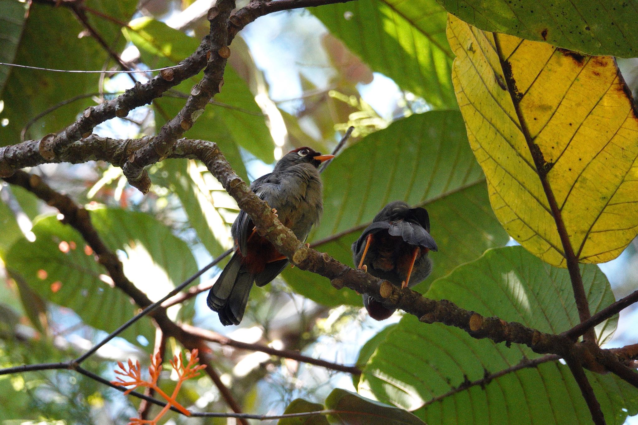 Chestnut-capped Laughingthrush