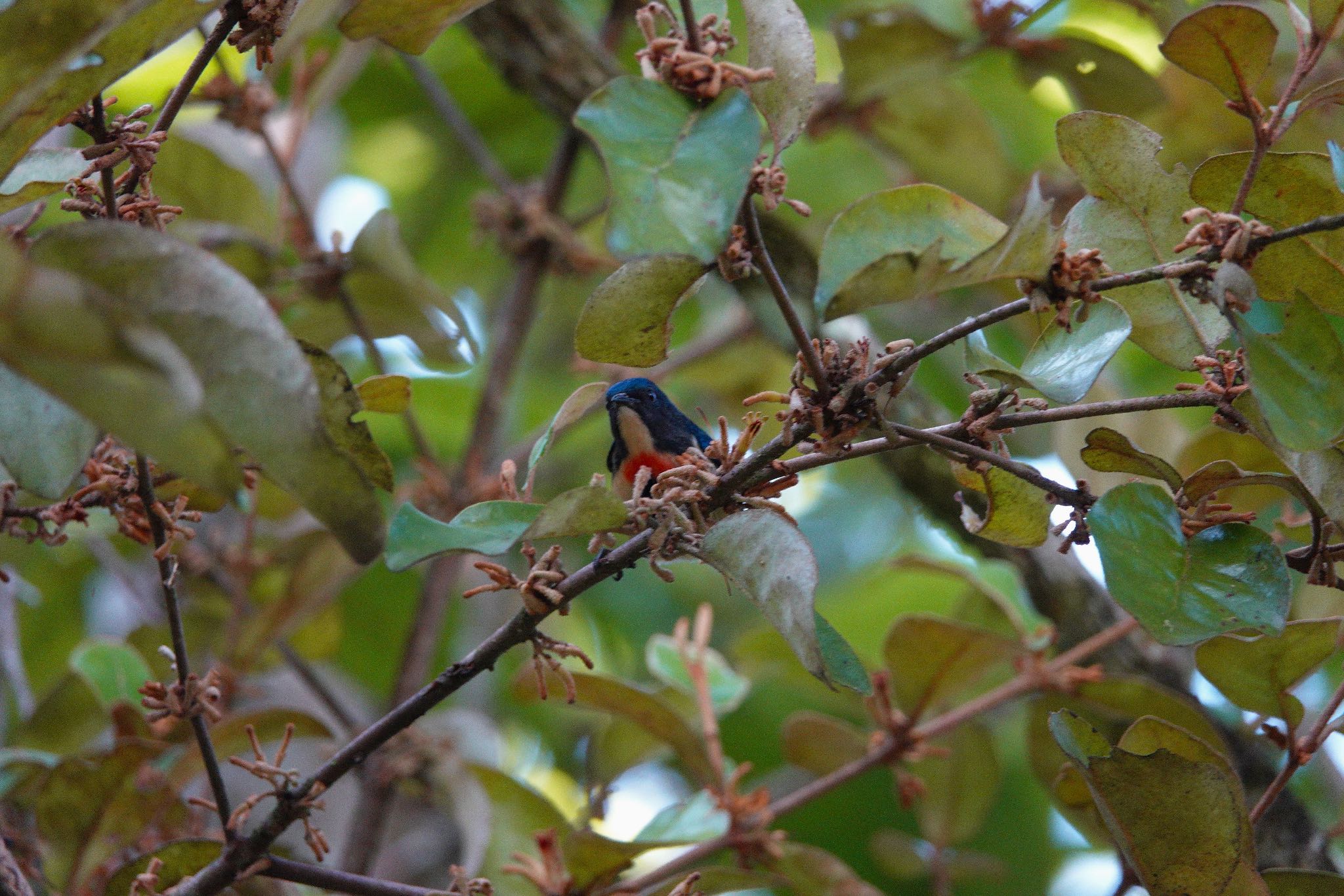 Fire-breasted Flowerpecker