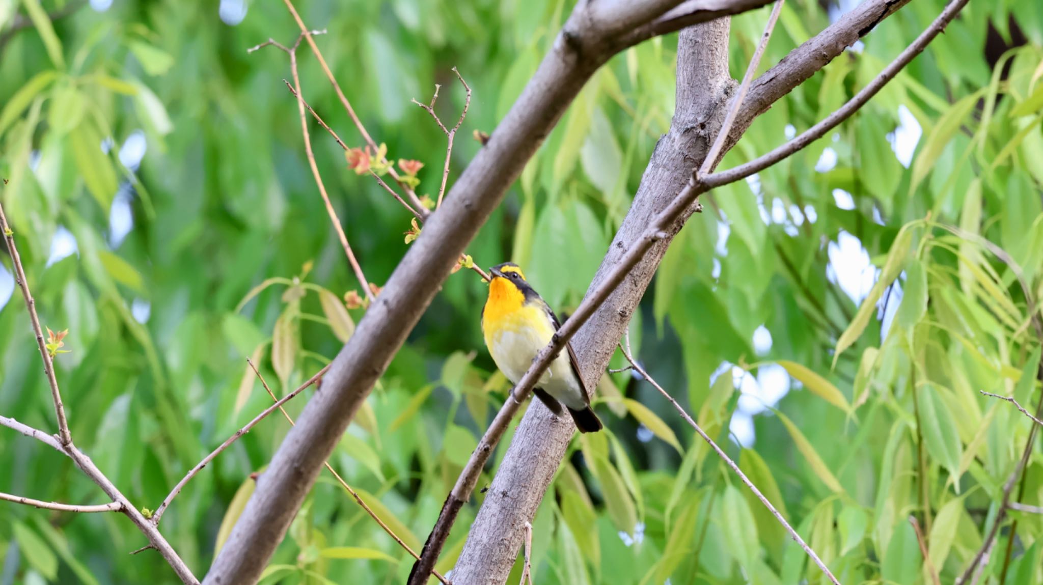 Photo of Narcissus Flycatcher at 尼崎市 by 洗濯バサミ