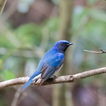 Blue-and-white Flycatcher 箕面山 Sun, 4/16/2023