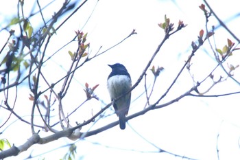 Blue-and-white Flycatcher 神奈川県伊勢原市 Sun, 4/16/2023