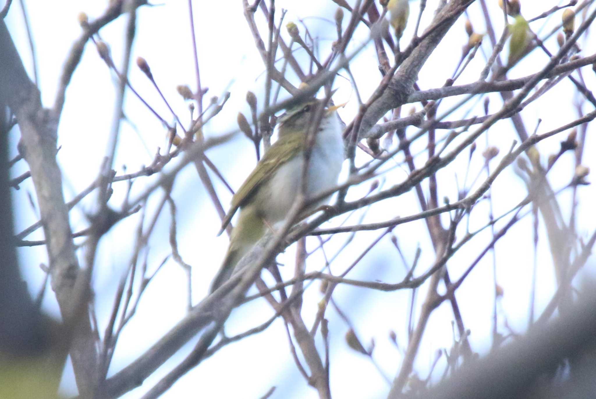 Photo of Eastern Crowned Warbler at 神奈川県伊勢原市 by 西表山猫