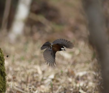 Varied Tit Arima Fuji Park Sat, 4/2/2022